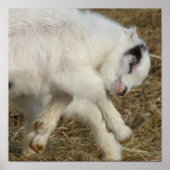 Amigo Plays Poster (Vorne)