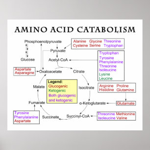 Amino-Säurediagramm Poster