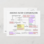 Amino-Säurediagramm Postkarte (Vorne/Hinten)