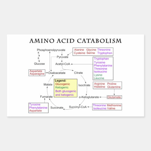 Aminosäure-Katabolismus-Diagramm Rechteckiger Aufkleber (Vorderseite)
