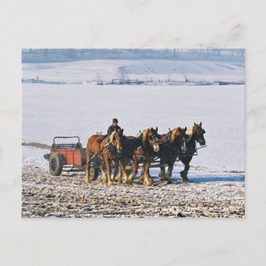 Amish-Bauer auf Spreader-Postcard-2 Postkarte (Vorderseite)