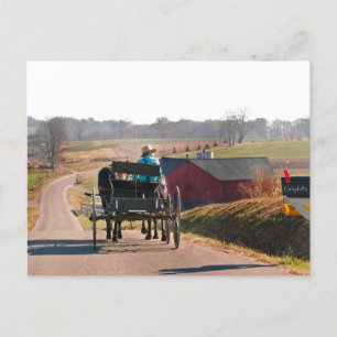 Amish Boy Drives Open Buggy Postkarte