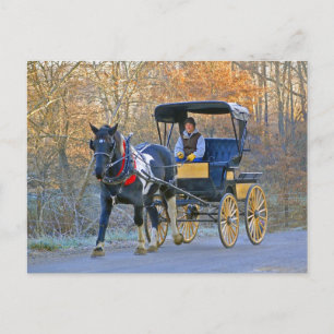 Amish Boy Drives Wedding Postkarte