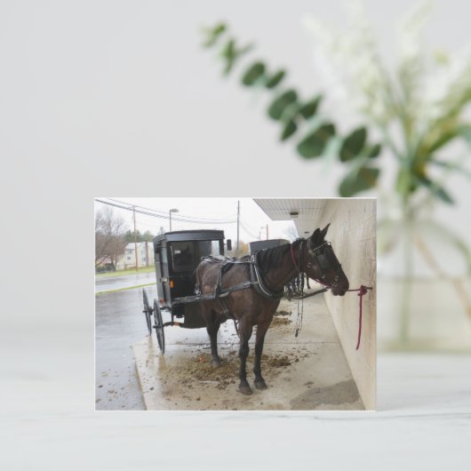 Amish Buggy 2 Postkarte (Stehend Vorderseite)