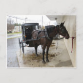 Amish Buggy 2 Postkarte (Vorderseite)