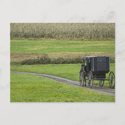 Amish-Buggy auf dem Landweg, Nordost-Ohio, Postkarte (Vorderseite)
