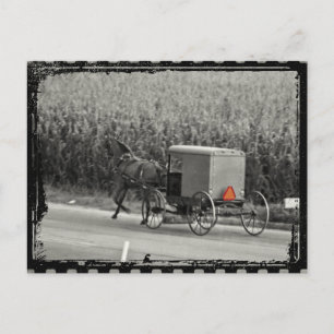 Amish Buggy Monochrome Postkarte