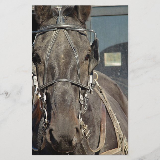 Amish Buggy Pferd (Vorderseite)