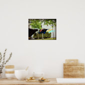 Amish Clothes Line und Hay Wagon Poster (Küche)