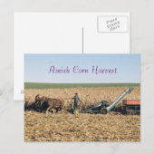 Amish Corn Harvest Postcard Postkarte (Vorne/Hinten)