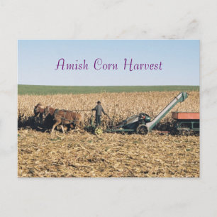 Amish Corn Harvest Postcard Postkarte