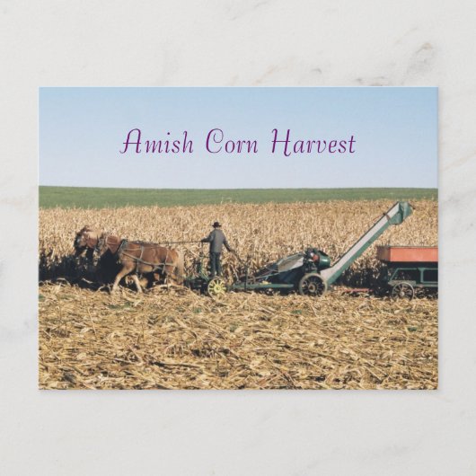 Amish Corn Harvest Postcard Postkarte (Vorderseite)