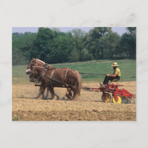 Amish Country einfache Leute in der Landwirtschaft Postkarte