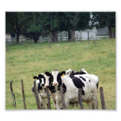 Amish Dairy Cattle Fotodruck (Vorne)
