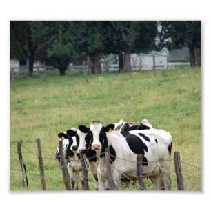 Amish Dairy Cattle Fotodruck