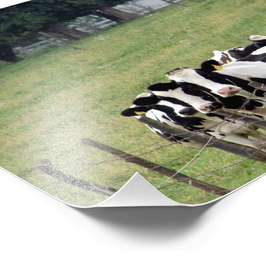 Amish Dairy Cattle Fotodruck (Ecke)