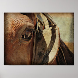 Amish Equine Poster