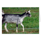 Amish Goat (Vorderseite (Horizontal))
