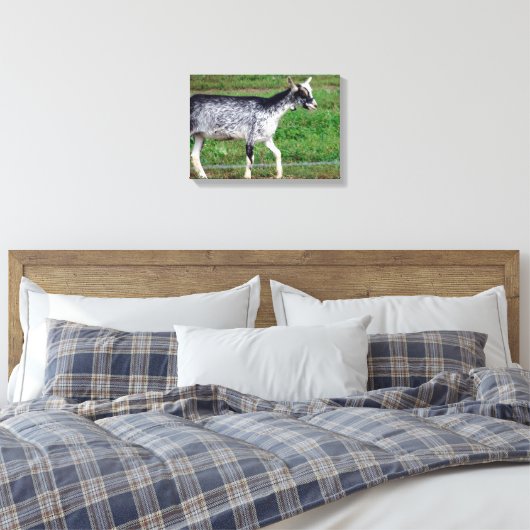 Amish Goat Leinwanddruck (Insitu (Schlafzimmer))