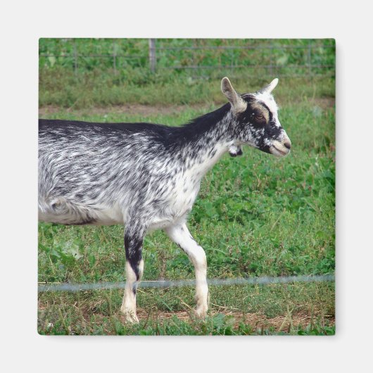 Amish Goat Magnet (Vorne)