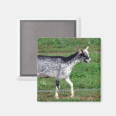 Amish Goat Magnet (Vorderseite/Rückseite)