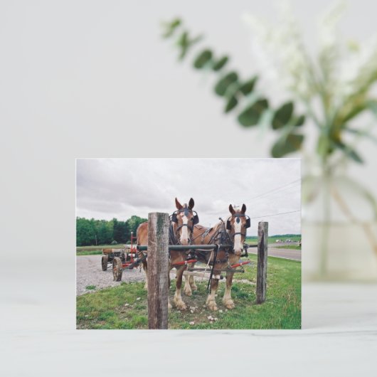 Amish Hitching Post Postkarte (Stehend Vorderseite)