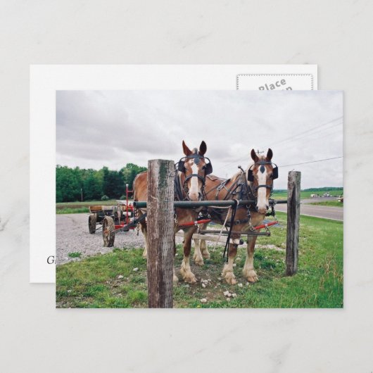 Amish Hitching Post Postkarte (Vorne/Hinten)
