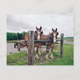 Amish Hitching Post Postkarte