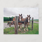 Amish Hitching Post Postkarte (Vorderseite)
