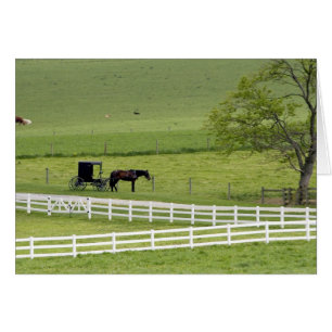 Amish-Hof mit Pferd und Kutsche nahe Berlin,