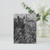 Amish Horse and Buggy Black and White Summer  Postkarte (Stehend Vorderseite)