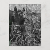 Amish Horse and Buggy Black and White Summer  Postkarte (Vorderseite)