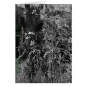 Amish Horse Black and White Grunge (Vorne)