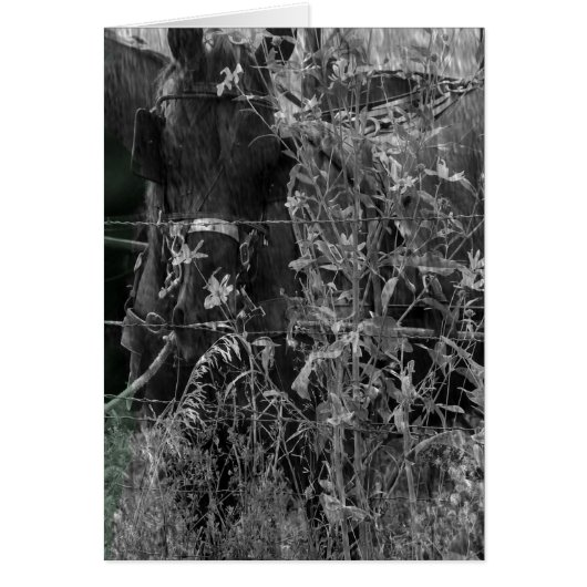 Amish Horse Black and White Grunge (Vorne)