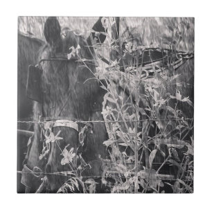Amish Horse Black and White Grunge Fliese