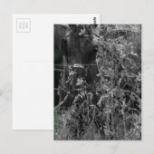Amish Horse Black and White Grunge Postkarte (Vorne/Hinten)