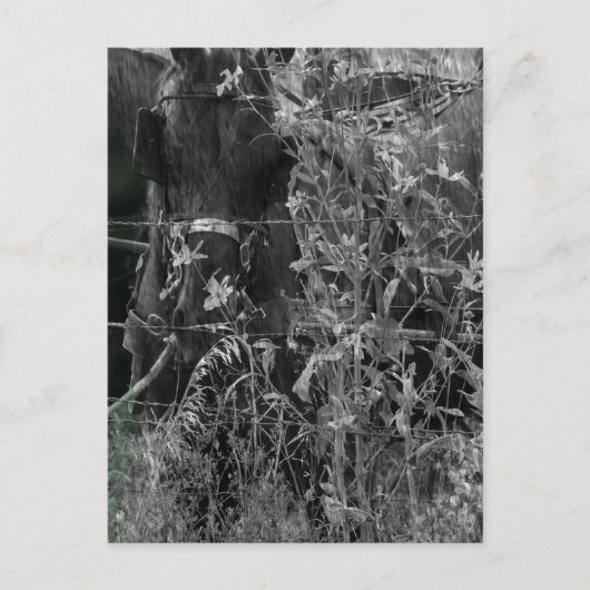 Amish Horse Black and White Grunge Postkarte (Vorderseite)