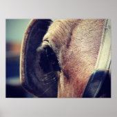 Amish Horse Blinders Poster (Vorne)