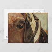 Amish Horse Eye Postkarte (Vorne/Hinten)