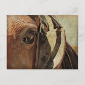 Amish Horse Eye Postkarte (Vorderseite)