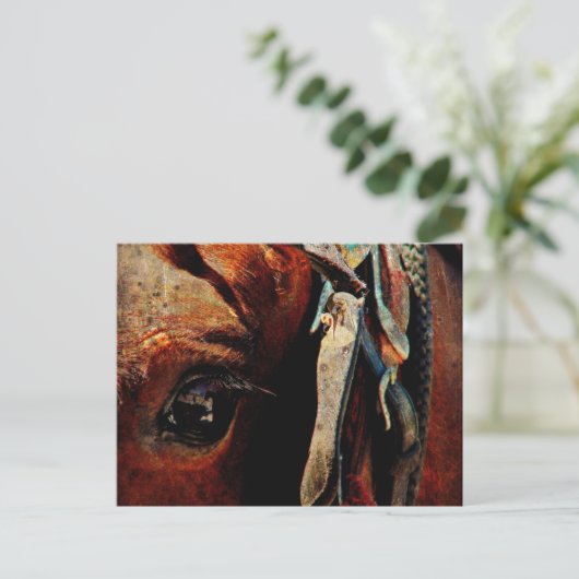 Amish Horse Eye Postkarte (Stehend Vorderseite)