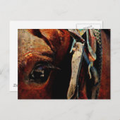 Amish Horse Eye Postkarte (Vorne/Hinten)