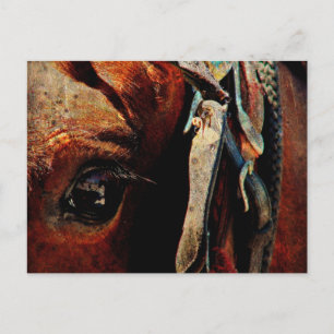 Amish Horse Eye Postkarte