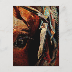 Amish Horse Eye Postkarte