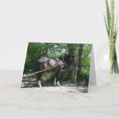 Amish Horse Gewartet geduldig Karte (Vorderseite)