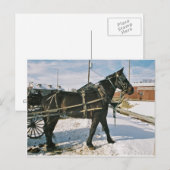 Amish Horse Power-Postkarte Postkarte (Vorne/Hinten)