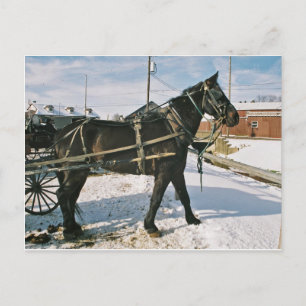 Amish Horse Power-Postkarte Postkarte