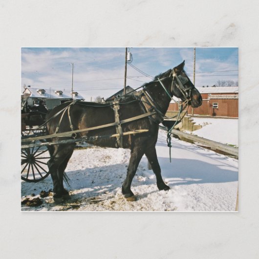 Amish Horse Power-Postkarte Postkarte (Vorderseite)