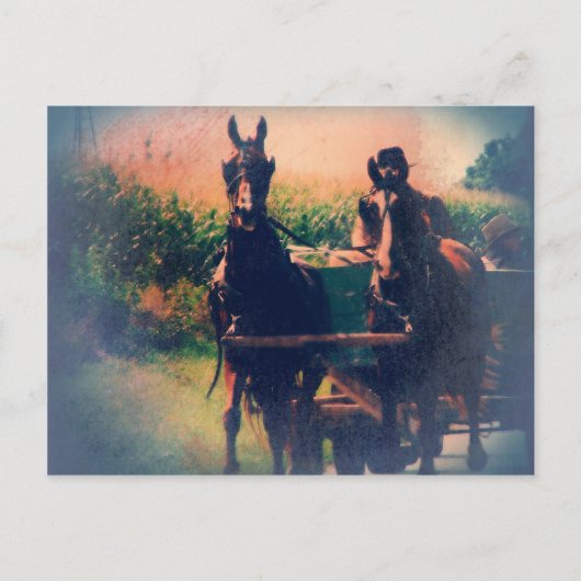 Amish Horse Team Postkarte (Vorderseite)
