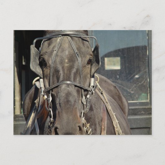 Amish-Kutsche-Pferd Postkarte (Vorderseite)